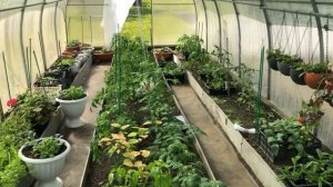 Ухаживаю за томатами и другими растениями в огороде часть (5)