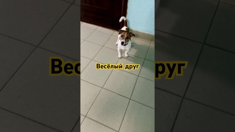 Весёлый друг