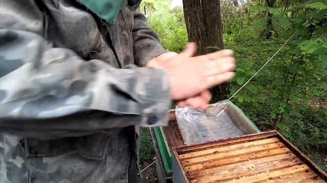 викачую мед та готую бджіл до зими. смотреть онлайн