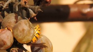 Yellow jacket / Osa dachowa i winogrona / German wasp and grapes / Vespula germanica