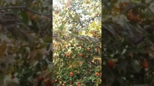 Азербайжданская Хурма Самая Вкусная