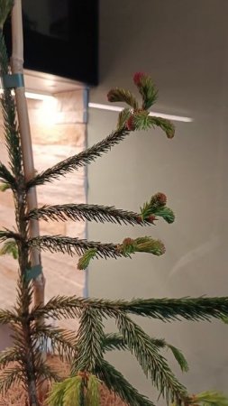 Ель обыкновенная Пунапаула (Picea abies Punapaula).