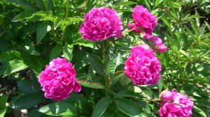 Пион Лагуна. Laguna (Aкимов, 1972)