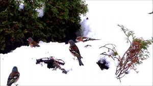 За окном апрель...