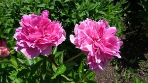 Пион Зе Фаун (Paeonia The Fawn) -Wright, 1980, USА