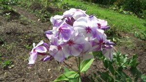 Флокс Северное сияние обзор, описание, цветение, отзыв