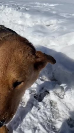 ДОЗОР! Любитель покушать!