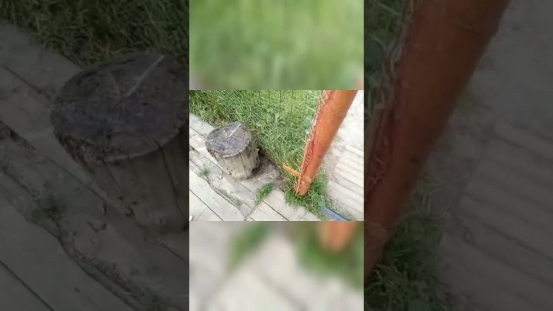 пес молодец Джек Рассел терьер команда место. дрессировка.