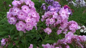 Флокс МИСС ОЛЬГА - обзор, описание, цветение, отзыв