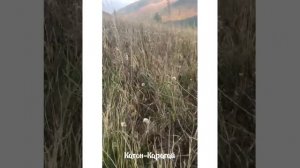 Катон-Карагай