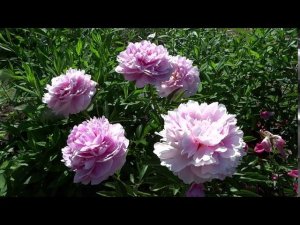 Пион ВЕНУС  Paeonia VENUS: обзор, описание, цветение, отзыв