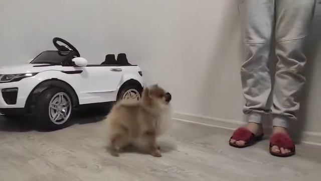 Позитивный мальчишка померанского шпица. смотреть онлайн