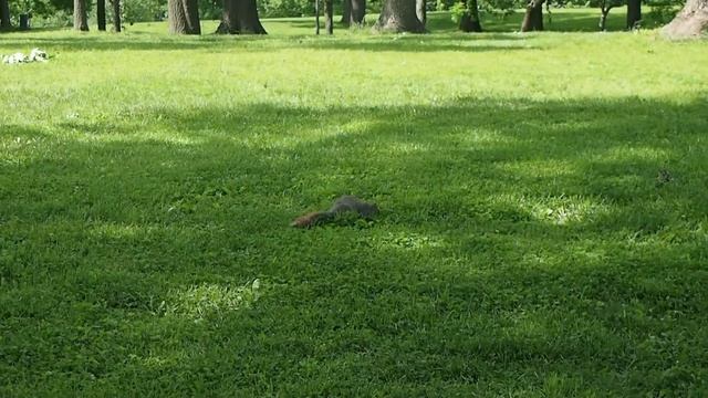 Ох уж эти белки! Squirrels squirrels squirrels!