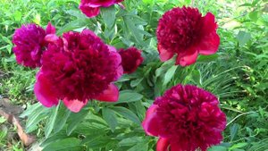 Пион РЕД ЧАРМ / Paeonia RED CHARM - ОБЗОР, ОПИСАНИЕ, ЦВЕТЕНИЕ, ОТЗЫВ