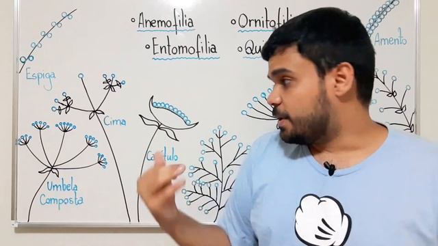 2º ano - Aula 21 - Entre flores e inflorescências смотреть онлайн