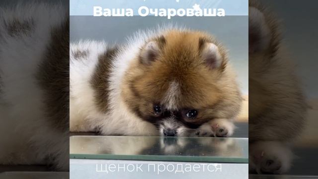 От Патрины
