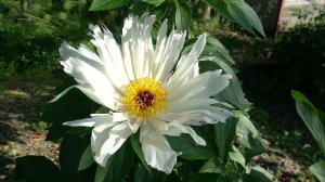 Пион Лоис Келси - Lois Kelsey- Kelsey, 1934, США