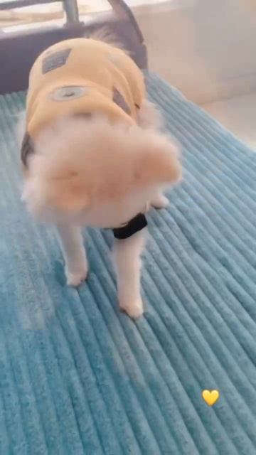 Когда мама купила новую кофточку😝 #шпиц #немецкийшпиц смотреть онлайн