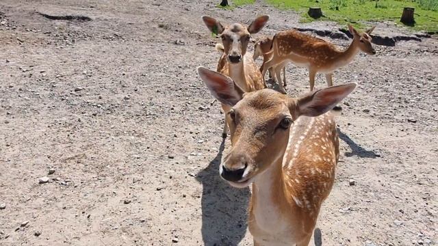 Природный парк Гранат Хальтерн-ам-Зе смотреть онлайн