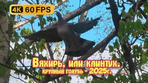 Вяхирь, или клинтух - крупный голубь 4К