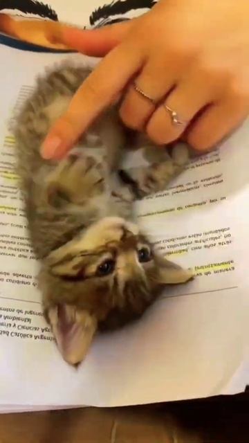 OMG😱 || 32K Cat's😸 Animals Video || Cute And Funny Cat🙀 Video #110 || Angel Animals || #shorts смотреть онлайн
