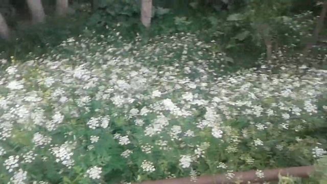 17 июня 2019 г. Село урма