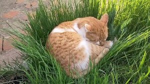 В саду. Вчерашний дождь нарушил все наши планы, дела не сделали. Рыжий гость🐱.