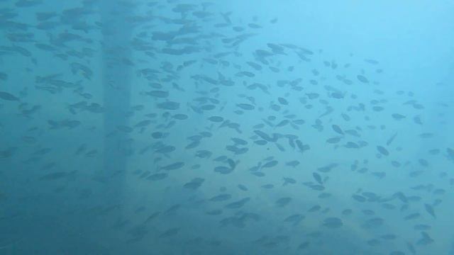 Рыбки, Queen's Park Rai Premium Tekirova смотреть онлайн