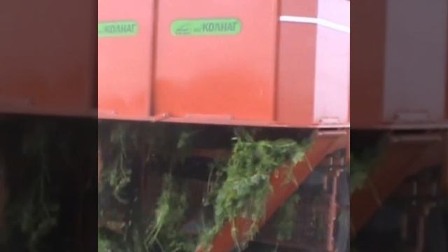 Уборка моркови за ботву в 3 гряды, высокая производительность морковоуборочного комбайна смотреть онлайн