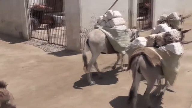 Остров Осликов