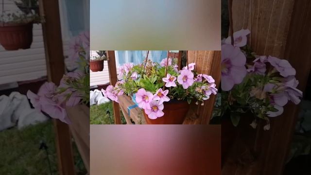 Дача#Север#Цветы#Летние деньки на даче