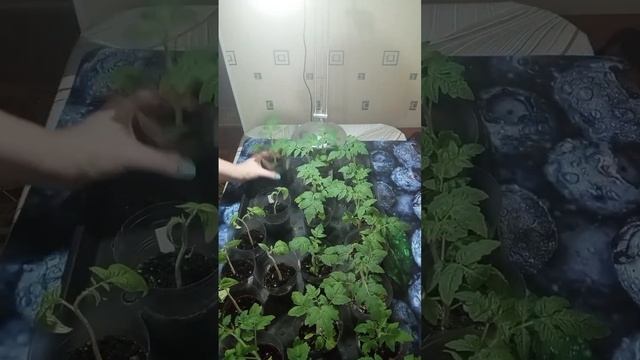 Томат Непас 11 и Пиноккио. смотреть онлайн