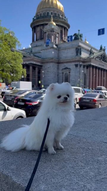 Лето- время путешествий  шпиц питер тула ярославль выборг тутаев дача лето2024 лето море