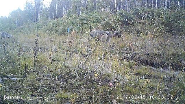 Волки 15 09 17 смотреть онлайн