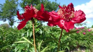 Пион Факел/Fakel   Фомичёва В.Ф., 1974,