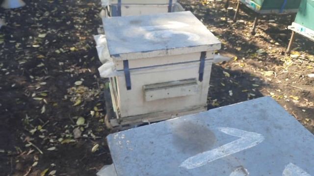 Ох уж эти мохнатые чудища! смотреть онлайн