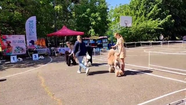 Анкор Дрим Нирвана // Монопородная выставка пуделей 04.05.24 // Краснодар смотреть онлайн