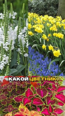 Цвет в Саду Влияет на Вас Сильнее Чем Вы Думаете 🌺