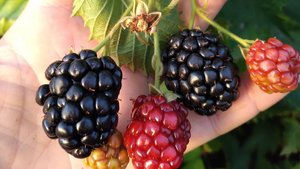 Что я готовлю из Ежевики