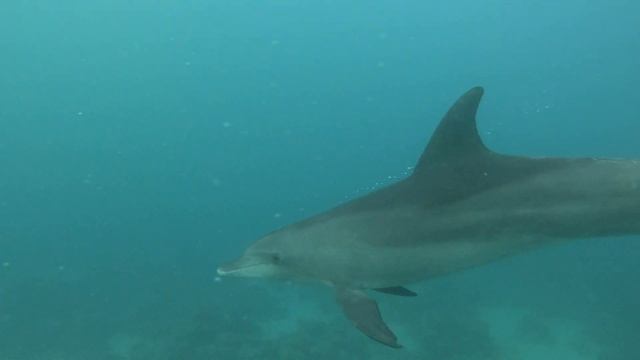 Египет. Шарм-эль-Шейх. Дайвинг 2020. Дельфины. смотреть онлайн