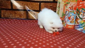 Шпиц щенок продается