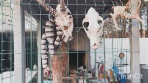 ворона Карлуша