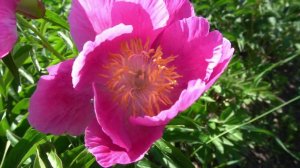 Пион Хонор (Honor)   Saunders, 1911,