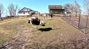 Перья повсюду , но кто это сделал ? ХУТОР В ЛЕСУ №664