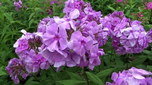 Флокс метельчатый  Седая Дама. Автор: Репрев Ю.А. Год: 2000.