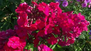 Флокс ВЕНДИ ХАУС - обзор, описание, цветение, отзыв.