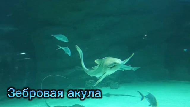 Москвариум - Экскурсия по москвариуму!