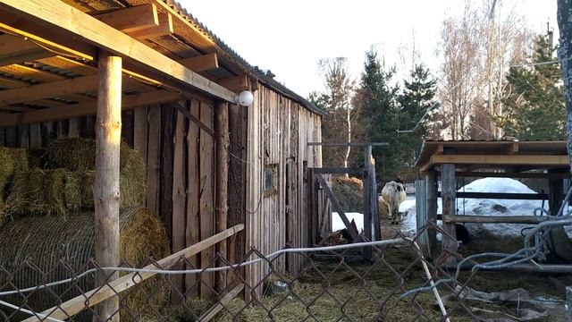 У нас забрали двух 🐈🐈