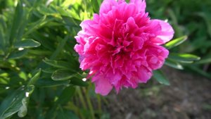 Пион лекарственный Розеа Плена (Paeonia Rosea Plena)
