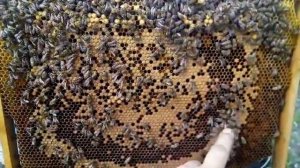 Периодичность засева и выхода пчелиного расплода!